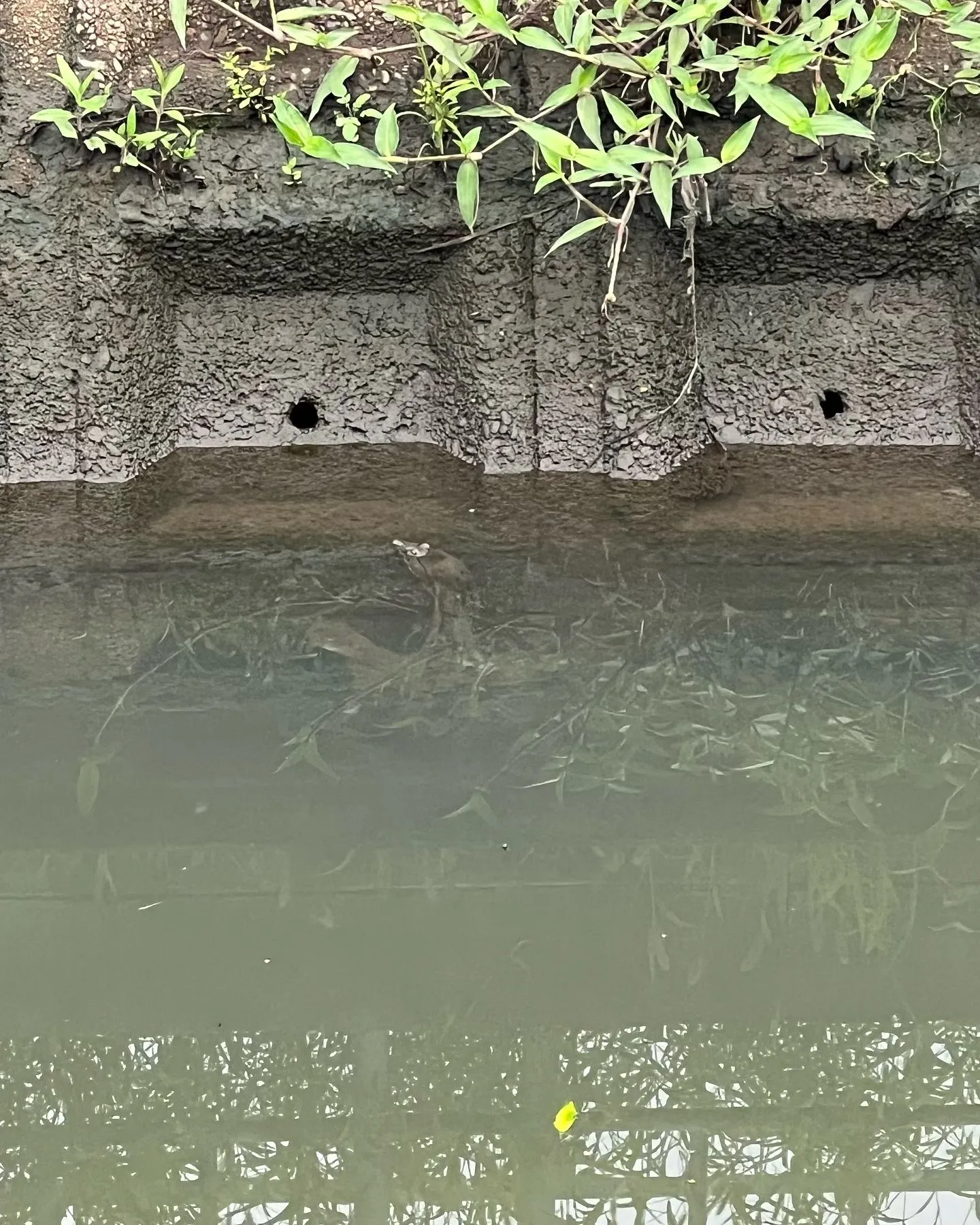 最近のドブ川には色んなのがいてますね!